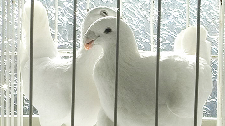 Обласна виставка спортивно-декоративних голубів відбулася у Коломиї (відео)