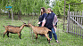 Біодинамічна козина ферма працює на Коломийщині. Тут виготовляють 30 видів сиру (відео)