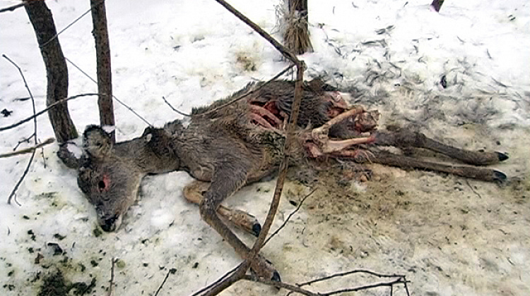 На Коломийщині знайшли у пастці дві козулі, яких загризли лісові собаки (відео)