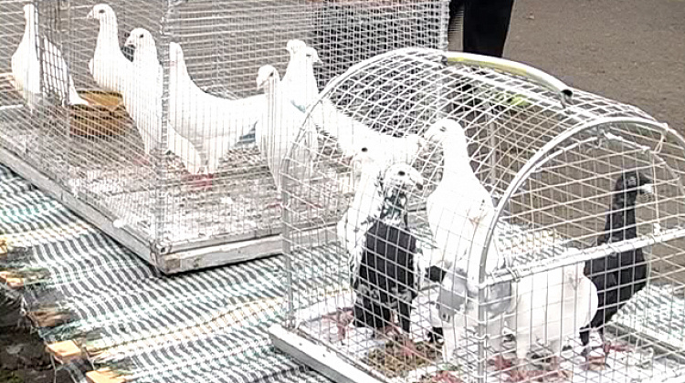 Виставка спортивно-декоративних голубів відбулася у Коломиї (відео)