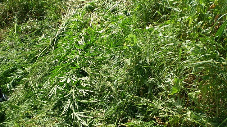 СБУ виявила та знищила гектар марихуани у районі проведення АТО