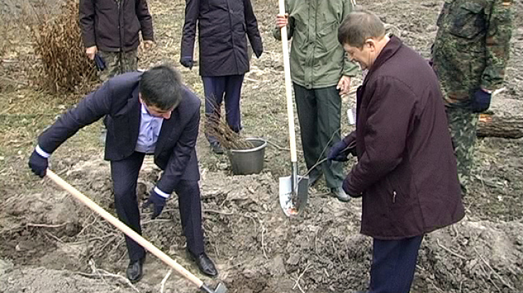 На Коломийщині 80 гектарів землі засадили деревами (відео)
