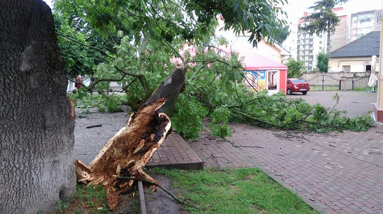 У Коломиї на вулиці Січових Стрільців впало дерево (фото)
