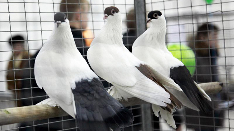 15 листопада у Коломиї відбудеться виставка голубів