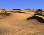 Пустелю Туркменістану засаджають деревами