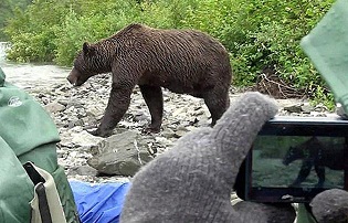 На Алясці ведмідь з'їв надокучливого фотографа 