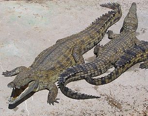 У В'єтнамі з ферми в місто втекло понад півсотні крокодилів 