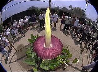 В Німеччині розцвітає найбільша квітка у світі