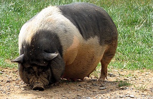 Велетенська свиня стала причиною 10-кілометрового затору у Японії