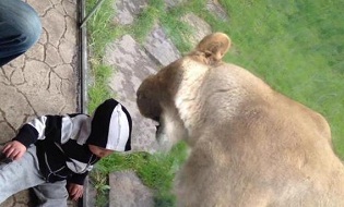 У зоопарку величезна левиця намагалась з'їсти маленького хлопчика