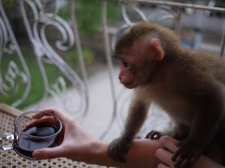 В Караганді мавпи зігріваються чаркою вина