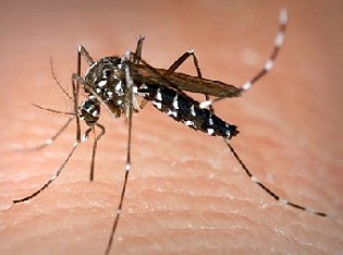 Тигровий комар розносить небезпечні віруси по всій Європі
