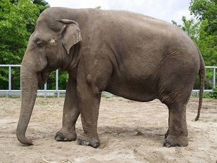 Сьогодні Всесвітній день захисту слонів у зоопарках