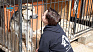 Собака Маруся шукає господаря у Коломийському притулку для тварин (відео)