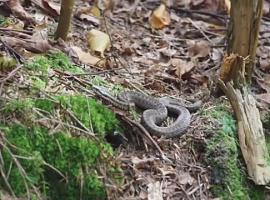 Фахівці розповіли, як уникнути укусу змії (відео)
