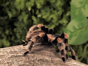 Через зміну клімату на Прикарпатті побільшало отруйних павуків (відео)