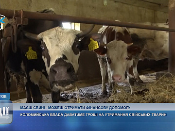 Коломийська міськрада виділяє кошти на утримання сільськогосподарських тварин (відео)
