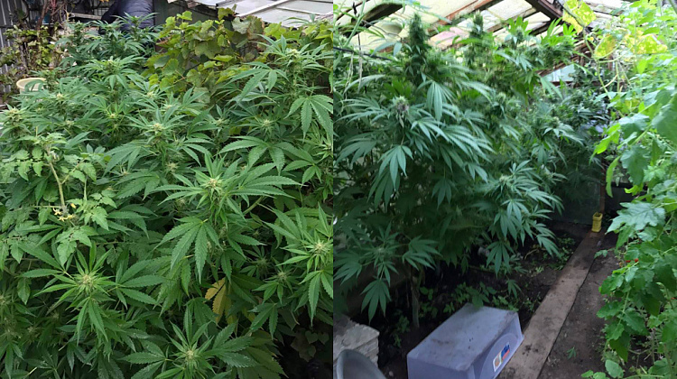 Коломиянин вирощував марихуану на власному подвір'ї (фото)
