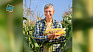 Прикарпатцям пропонують вирощувати «синьо-жовту» кукурудзу (відео)