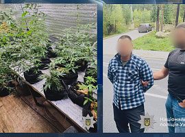 На Прикарпатті затримали наркодилера, який вирощував коноплі та торгував забороненими речовинами (відео)