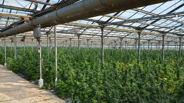 На Косівщині у теплицях вирощували марихуану (фото)