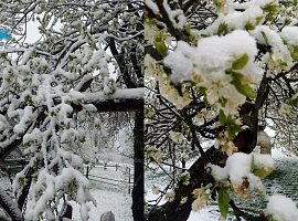 На Івано-Франківщині випав сніг (фото)